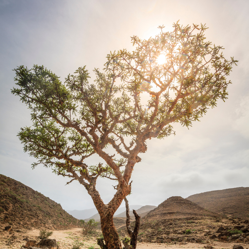 tree